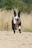 BULL TERRIER 064